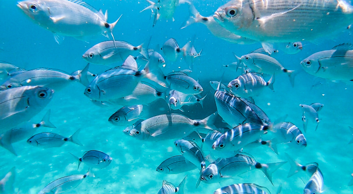 Peces en las calas