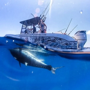 Atun gigante bajo el barco